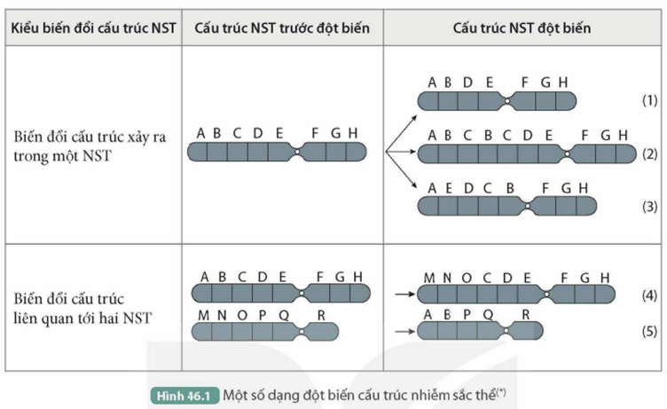 I. KHÁI NIỆM ĐỘT BIẾN NHIỄM SẮC THỂ