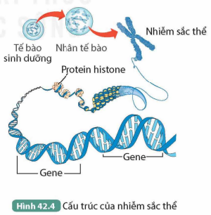 I. NHIỄM SẮC THỂ