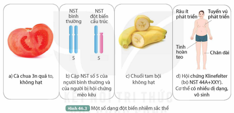 I. KHÁI NIỆM ĐỘT BIẾN NHIỄM SẮC THỂ