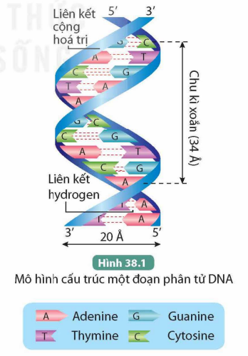 I. KHÁI NIỆM NUCLEIC ACID