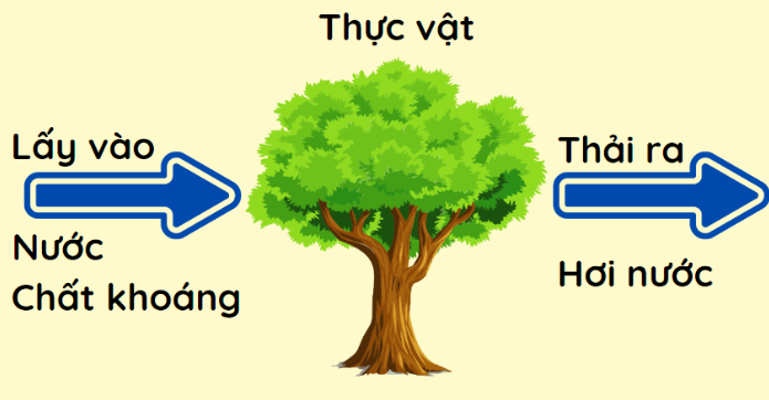 2. Sự kì diệu của lá cây