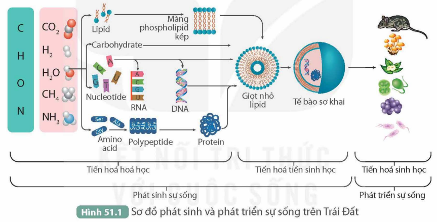 I. CÁC GIAI ĐOẠN PHÁT SINH VÀ PHÁT TRIỂN SỰ SỐNG TRÊN TRÁI ĐẤT