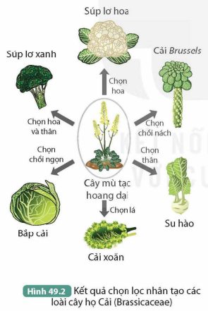 I. KHÁI NIỆM TIẾN HÓA