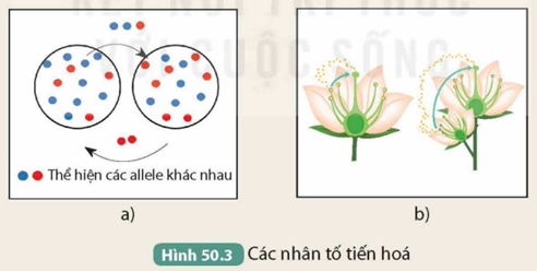 I. QUAN ĐIỂM CỦA LAMARCK VỀ CƠ CHẾ TIẾN HÓA
