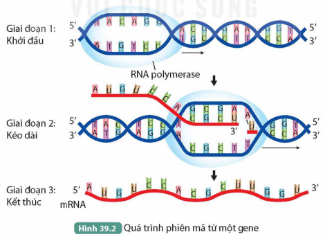 I. QUÁ TRÌNH TÁI BẢN DNA