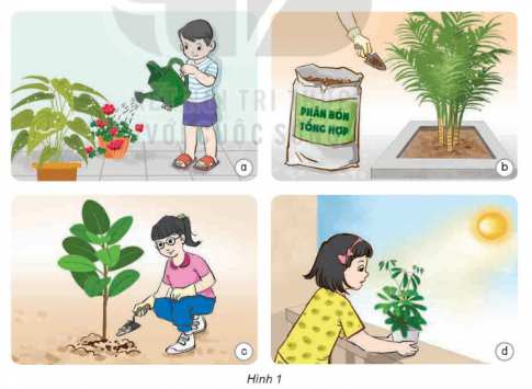3. Thực hiện chăm sóc cây trồng