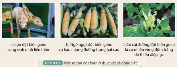 I. KHÁI NIỆM ĐỘT BIẾN GENE