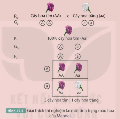 I. QUY LUẬT PHÂN LI