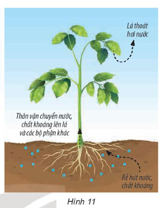 2. Sự kì diệu của lá cây