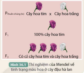 II. MENDEL – NGƯỜI ĐẶT NỀN MÓNG CHO DI TRUYỀN HỌC
