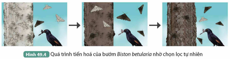 I. KHÁI NIỆM TIẾN HÓA