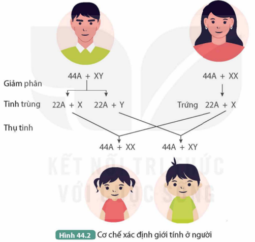 I. NHIỄM SẮC THỂ THƯỜNG VÀ NHIỄM SẮC THỂ GIỚI TÍNH