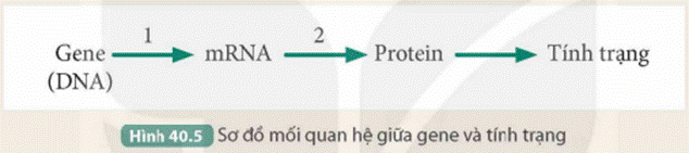 I. MÃ DI TRUYỀN LÀ GÌ?