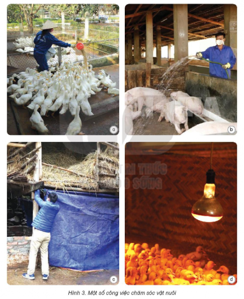 3. Thực hiện chăm sóc cây trồng