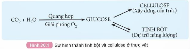 I. TÍNH CHẤT VẬT LÍ VÀ TRẠNG THÁI TỰ NHIÊN