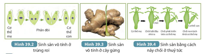 MỞ ĐẦU