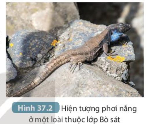 MỞ ĐẦU