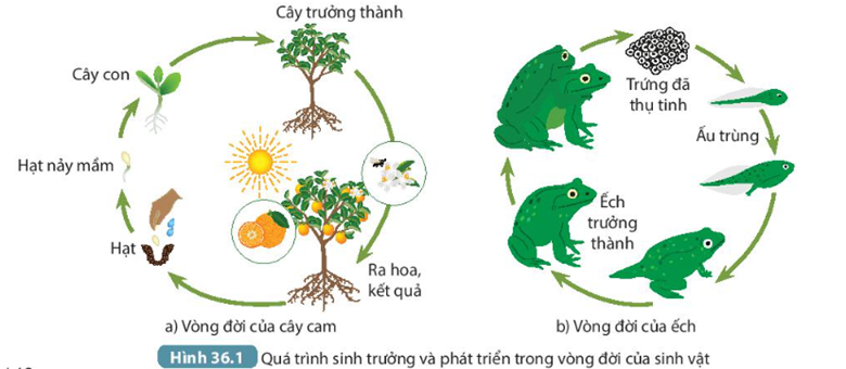 MỞ ĐẦU