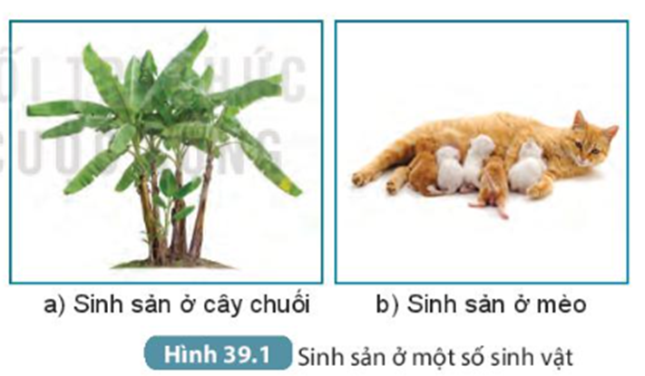 MỞ ĐẦU