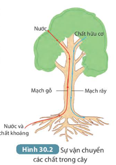 MỞ ĐẦU