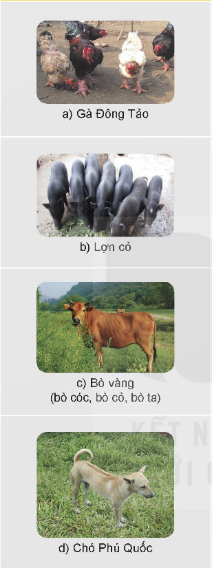 MỞ ĐẦU