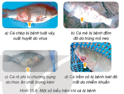 MỞ ĐẦU