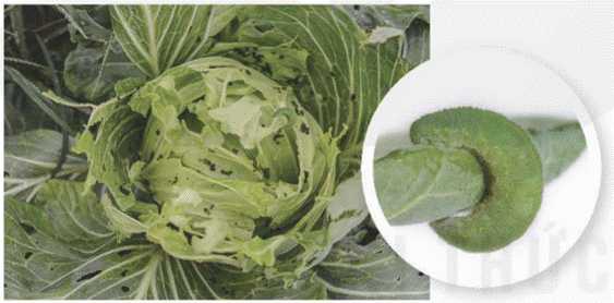 MỞ ĐẦU: