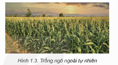 MỞ ĐẦU
