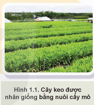 KHỞI ĐỘNG: