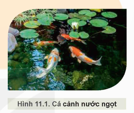 KHỞI ĐỘNG: