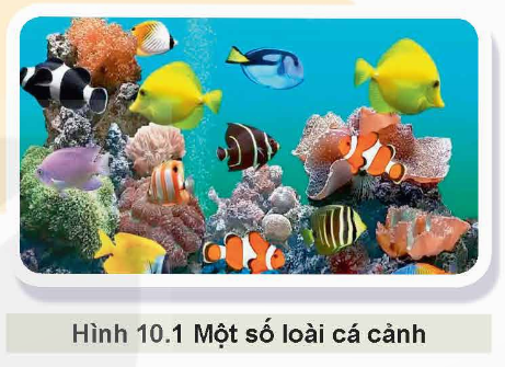 KHỞI ĐỘNG: