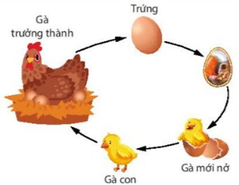 I. ĐẶC ĐIỂM VÀ CÁC GIAI ĐOẠN SINH TRƯỞNG, PHÁT TRIỂN