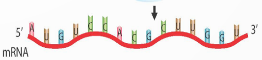 I. Quá trình tái bản DNA