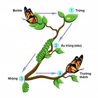 I. ĐẶC ĐIỂM VÀ CÁC GIAI ĐOẠN SINH TRƯỞNG, PHÁT TRIỂN