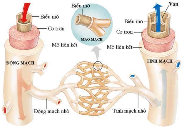 I. Khái quát hệ tuần hoàn