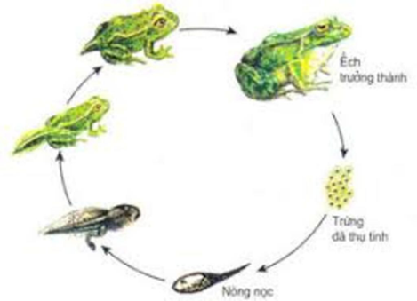 I. ĐẶC ĐIỂM VÀ CÁC GIAI ĐOẠN SINH TRƯỞNG, PHÁT TRIỂN
