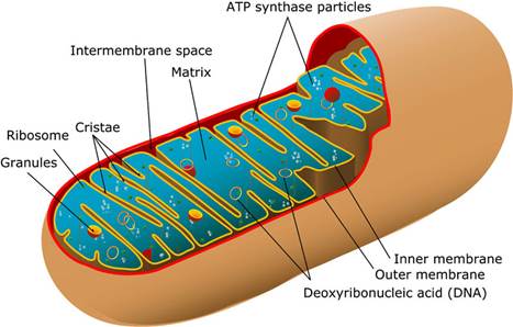 I. Khái niệm nucleic acid