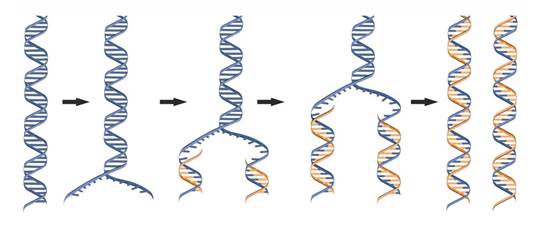 I. Khái niệm nucleic acid