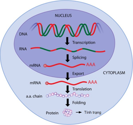I. Khái niệm nucleic acid