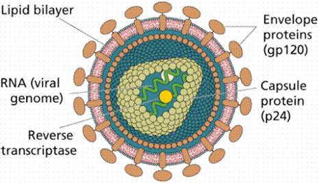 I. Khái niệm nucleic acid