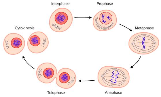 I. Quá trình tái bản DNA