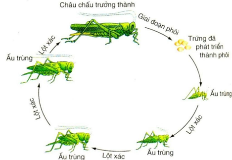 I. ĐẶC ĐIỂM VÀ CÁC GIAI ĐOẠN SINH TRƯỞNG, PHÁT TRIỂN