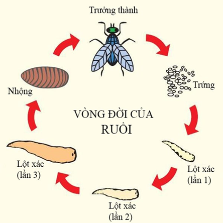 I. ĐẶC ĐIỂM VÀ CÁC GIAI ĐOẠN SINH TRƯỞNG, PHÁT TRIỂN