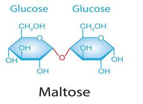BÀI 5. SACCHAROSE VÀ MALTOSE