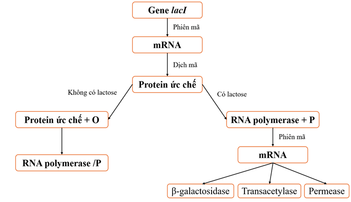 I. THÍ NGHIỆM PHÁT HIỆN RA OPERON LAC Ở VI KHUẨN E.COLI