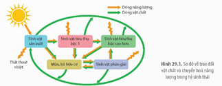 I. KHÁI QUÁT TRAO ĐỔI CHẤT VÀ CHUYỂN HÓA NĂNG LƯỢNG TRONG HỆ SINH THÁI