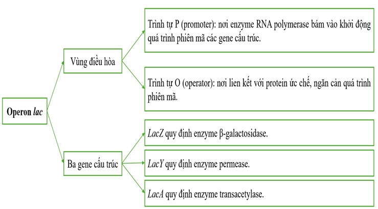 I. THÍ NGHIỆM PHÁT HIỆN RA OPERON LAC Ở VI KHUẨN E.COLI