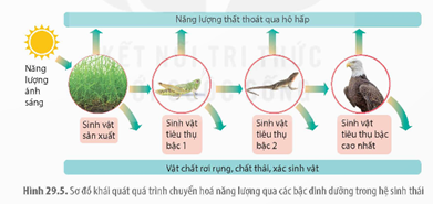 I. KHÁI QUÁT TRAO ĐỔI CHẤT VÀ CHUYỂN HÓA NĂNG LƯỢNG TRONG HỆ SINH THÁI