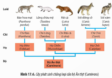 I. TIẾN HÓA NHỎ