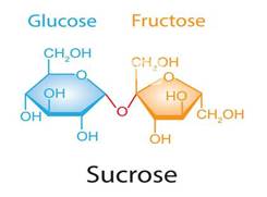 BÀI 5. SACCHAROSE VÀ MALTOSE